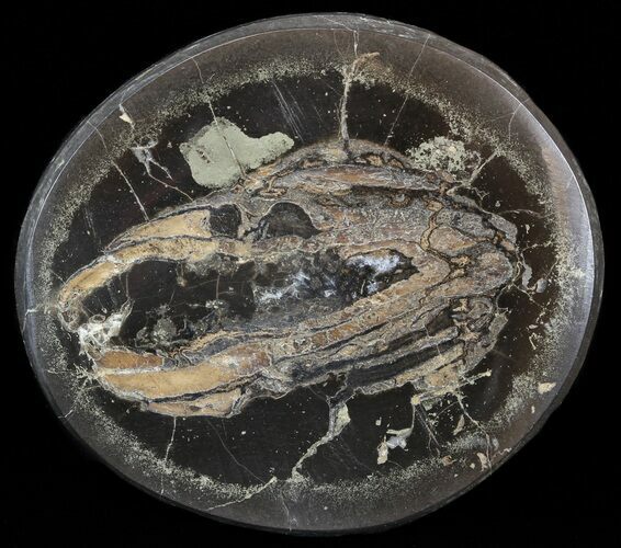 Polished Fish Coprolite (Fossil Poo) - Scotland #44681